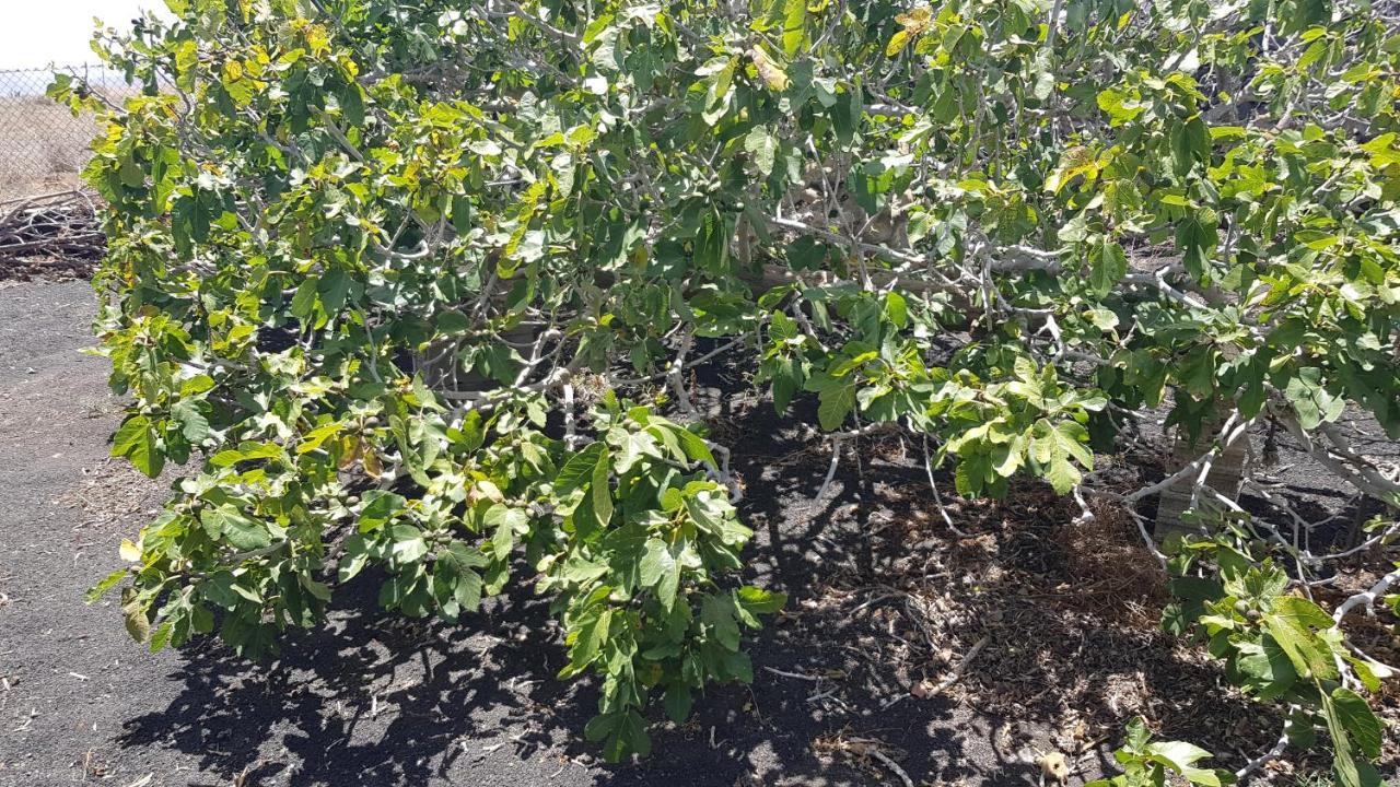 Finca Relax, Sea View, Oasis Vasiliko, La Asomada Tías Екстериор снимка